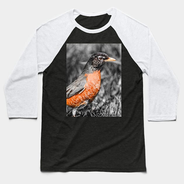 American Robin Isolated Color Photograph Baseball T-Shirt by love-fi